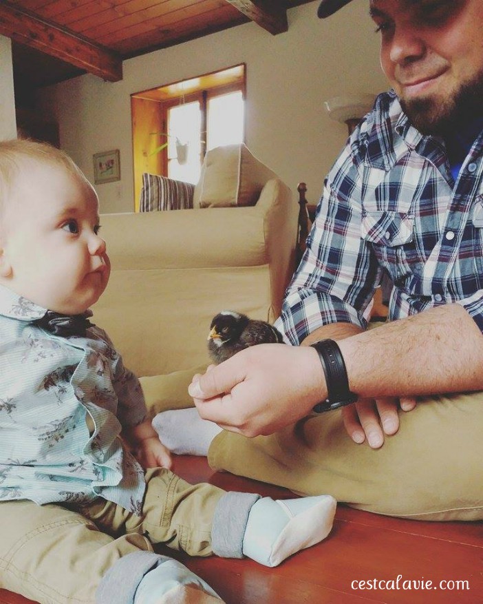 truc pour avoir des poules