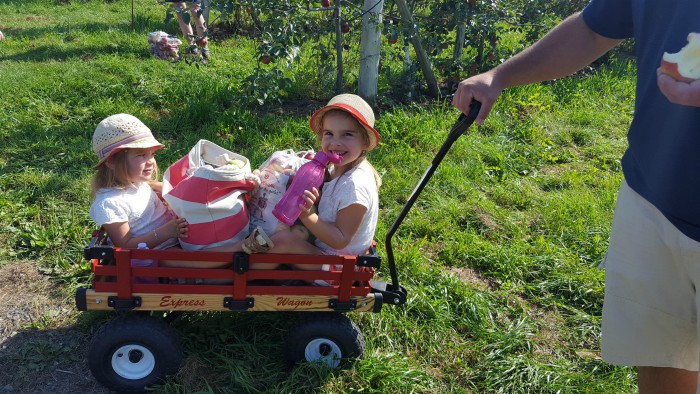 la cueillette des pommes