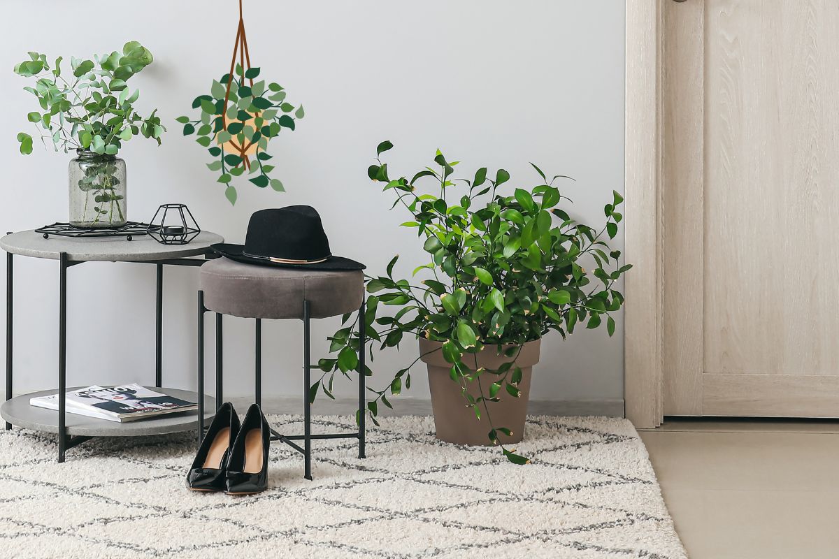 Idée pour décorer son entrée avec des plantes